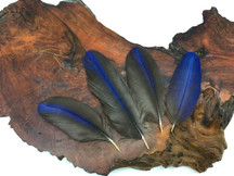 4 Pieces - Blue Hyacinth Macaw Small Flat Body Feathers - Rare -