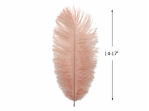 10 Pieces - 14-17" Champagne Ostrich Dyed Drab Large Body Feathers