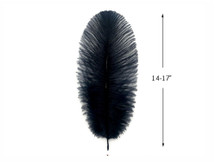 10 Pieces - 14-17" Navy Blue Ostrich Dyed Drab Large Body Feathers