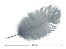 10 Pieces -  12-16" Silver Gray Dyed Ostrich Tail Fancy Feathers