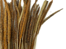 60 Pieces - 18-22" Natural Yellow Thousand Grass Reed Preserved Dried Botanical 