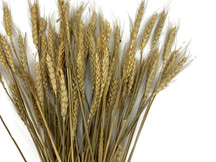 10 Pieces - 18-20" Natural Tan Preserved Dried Botanical Wheat Grass