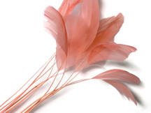 1 Dozen - Pink Blush Stripped Rooster Coque Tail Feathers