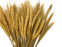 50 Pieces - 10-12" Golden Tan Preserved Dried Botanical Wheat Grass