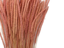 60 Pieces - 18-22" Dyed Pink Thousand Grass Reed Preserved Dried Botanical 