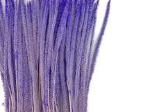 60 Pieces - 18-22" Dyed Lilac Thousand Grass Reed Preserved Dried Botanical 