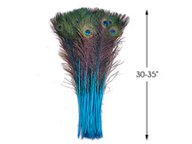 50 Pieces - 30-35" Turquoise Blue Dyed Over Natural Long Peacock Tail Eye Wholesale Feathers (Bulk)