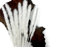 10 Pieces - 18-20" Bleached White Preserved Small Reed Pampas Grass Dried Botanical