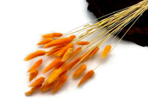 30 Pieces - 12-15" Orange Bunny Tail Preserved Dried Botanical Grass Bouquet