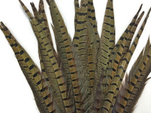 10 Pieces - 14-16" Natural Long Ringneck Pheasant Tail Feathers