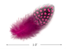 1 Pack - Candy Pink Guinea Hen Polka Dot Plumage Feathers 0.10 Oz.