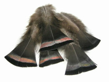 20 Pieces- Bronze Black Wild Turkey Flats Feathers