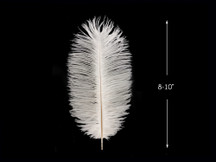 10 Pieces - 8-10" Bleached Off White Ostrich Dyed Drabs Feathers