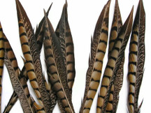 10 Pieces - 4-6" Natural Lady Amherst Pheasant Tail Feathers