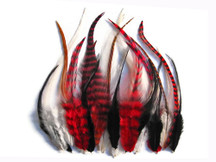 2 Dozen - Red Mix Short Grizzly Rooster Hair Extension Feathers