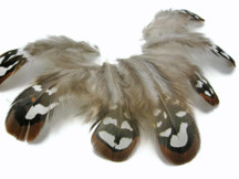 10 Pieces - Brown Reeves Venery Pheasant Plumage Loose Feathers