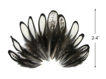 1 Dozen - Natural White Whiting Farms Laced Hen Saddle Feathers