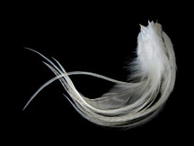 1 Dozen - Medium Solid Natural Ivory Rooster Saddle Whiting Hair Extension Feathers