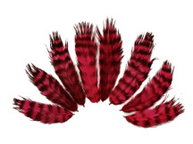 1 Dozen - Claret Grizzly Grizzly Mini Rooster Chickabou Fluff Whiting Hair Feathers