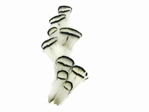 1 Dozen - Natural White Lady Amherst Pheasant Tippet Feathers