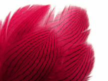 1 Dozen - Claret Silver Pheasant Feathers