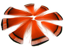 1 Dozen - Orange Golden Pheasant Tippet Feather