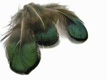 1 Pack - Iridescent Green Bronze Lady Amherst Pheasant Plumage Tippet Feathers 0.10 Oz.