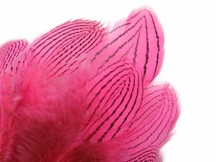 1 Dozen - Pink Silver Pheasant Feathers