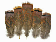 5 Pieces - Big Natural Brown Wild Barred Turkey Flat Tail Feathers