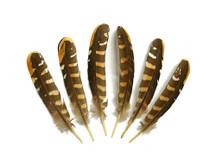 5 Pieces - 6-8" Natural Reeves Venery Pheasant Wing Feathers