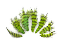 1 Dozen - Lime Green Grizzly Mini Rooster Chickabou Fluff Whiting Hair Feathers