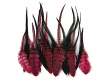 2 Dozen - Short Claret And Black Grizzly Rooster Hair Feathers