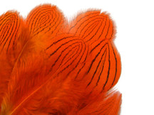 1 Dozen - Orange Silver Pheasant Plumage Feathers
