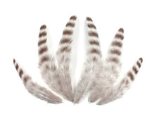 1 Dozen - Bleached Grizzly Hen Loose Feather