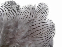 1 Dozen - Grey Silver Pheasant Feathers