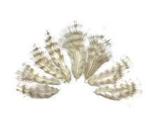 1 Dozen - Bleached Grizzly Mini Rooster Chickabou Fluff Whiting Hair Feathers