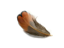 1 Pack - Laced Heart Ringneck Pheasant Plumage Feathers 0.10 Oz.