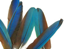 4 Pieces - Iridescent Blue And Red Greenwing Macaw Feather -Rare-