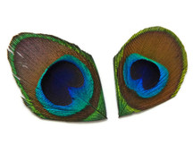10 Pieces - Trimmed Natural Peacock Tail Eye Feathers