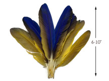 4 Pieces - Iridescent Blue and Yellow Catalina Macaw Wing Quill Feathers -Rare-