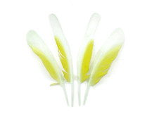4 Pieces - White And Yellow Sulphur-Crested Cockatoo Wing Feather -Rare-