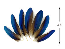 4 Pieces - Blue Greenwing Macaw Small Wing Feathers - Rare -