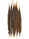50 Pieces - 18-20" Natural Golden Pheasant Tail Wholesale Feathers (Bulk)