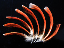 4 Pieces - Orange Moluccan Cockatoo Topknot Feather