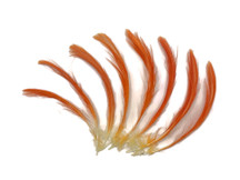 4 Pieces - Orange Moluccan Cockatoo Topknot Crest Feather