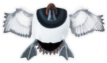 Canvasback Drake #1 Decal