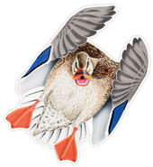 Mallard Hen #3 Decal