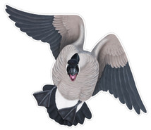 Canada Goose #1 Decal