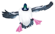 Bufflehead Drake #2 PVC Garage Duck