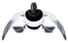 NEW! Canvasback Drake #2 Decal